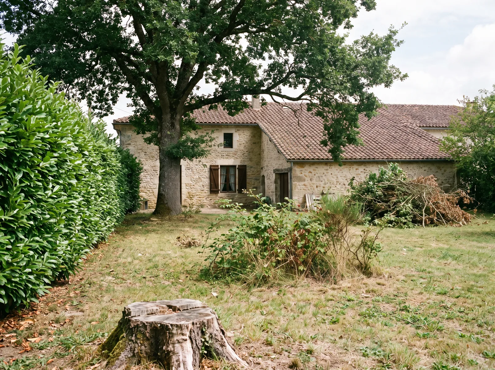 Jardin résidentiel avec arbre près d'une maison, haie, souche, broussailles et branches à évacuer